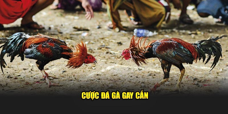 Cược đá gà gay cấn